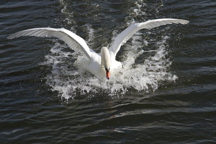 Touch Down by Edwin Martens