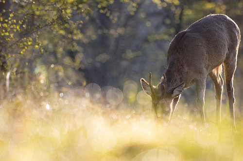 Knabbernde Rehe mit der Nase im taufrischen Gras