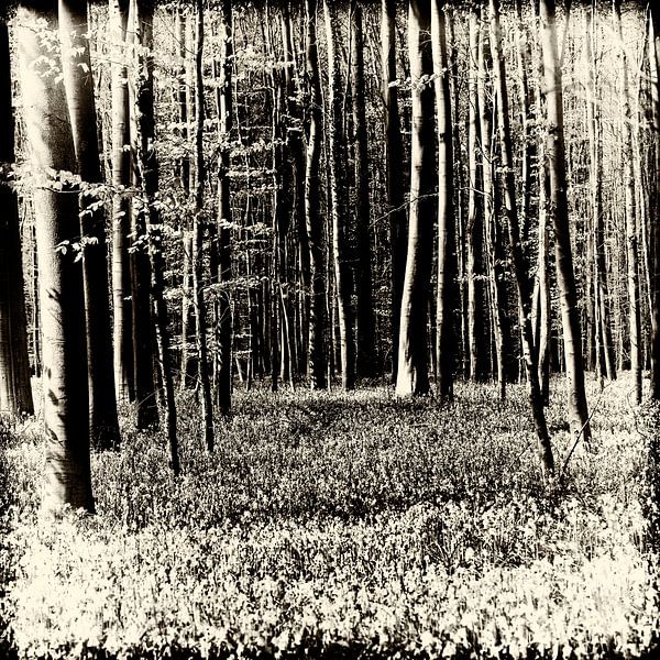 Hallerbos 2 by Esther Swaager