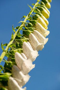 detail van de witte bloemen van bloeiend vingerhoedskruid van Jan Fritz