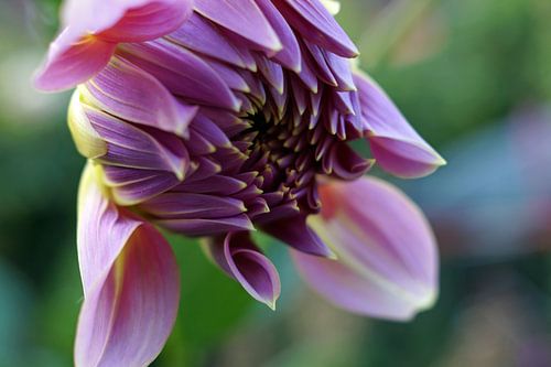 dahlia paars macrofotografie