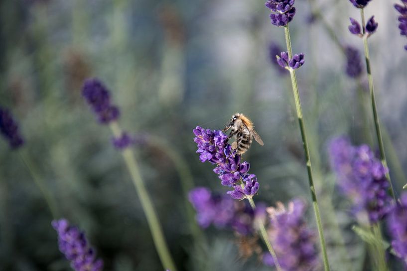 Lavendel met een bezige Bij van Hans Tijssen