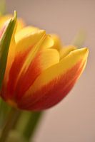 Oranje gele tulp