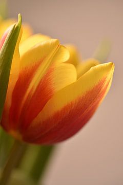 Orange-gelbe Tulpe von Philipp Klassen