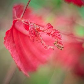 Feuilles sur Hennie Zeij