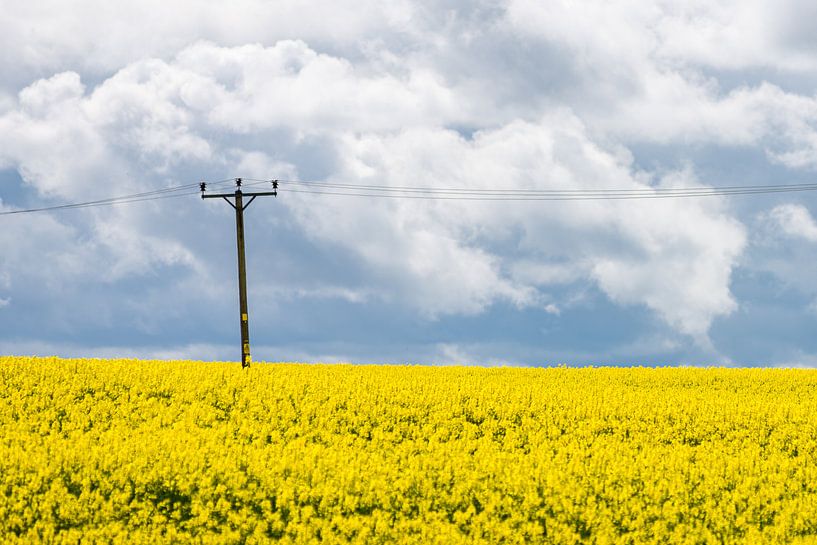 Raapzaad en een telefoonpaal van Pascal Raymond Dorland