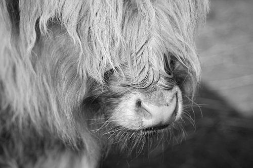 Hooglander zwart/wit