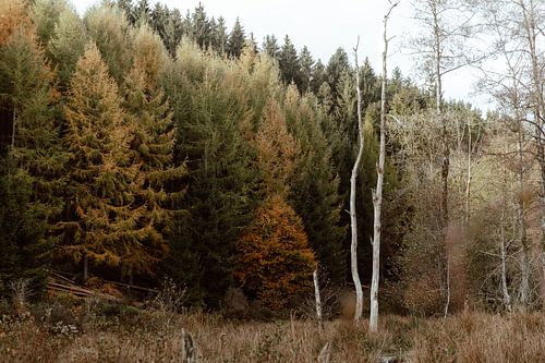 Natuurlijke bosrand in herfstkleuren