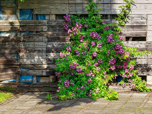 Levendige ramblerrozen bloeien tegen een oude houten muur