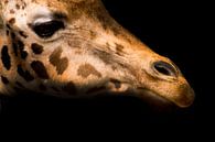 Giraffe van Saskia Staal thumbnail