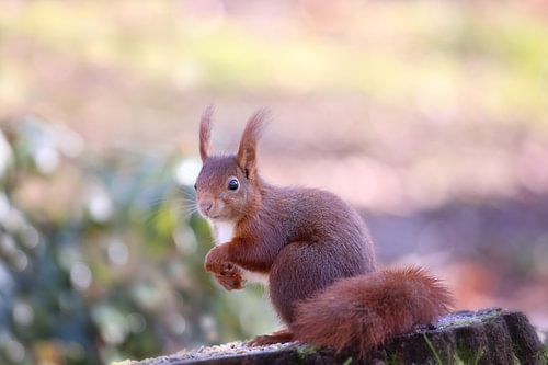 Nieuwsgierig Eekhoorntje