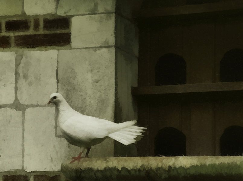 White dove by Schwarzes Pech Photography