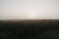 Mistige ochtend in het groen van Elke Verbruggen thumbnail
