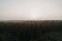 Mistige ochtend in het groen