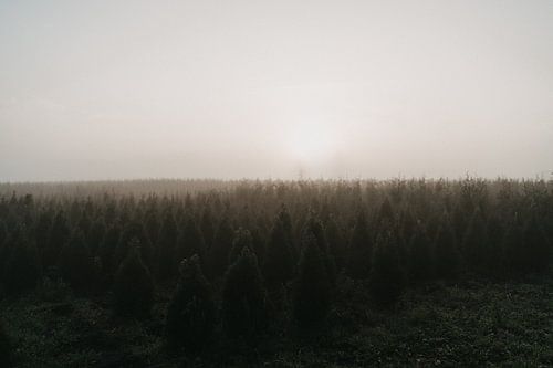 Nebliger Morgen im Grünen