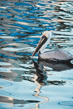 Een mannetjes pelikaan in het water by Ineke Huizing