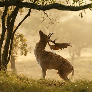 Fallow deer sur Menno Schaefer