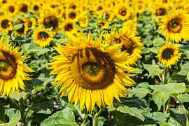 Sonnenblumenfeld von Frank Herrmann