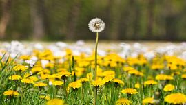 Dandelions, a real Dutch picture by Natuurpracht   Kees Doornenbal