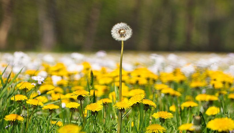 Les pissenlits, une véritable image néerlandaise par Natuurpracht   Kees Doornenbal