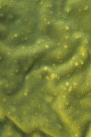 Samtige, flauschige grüne Textur