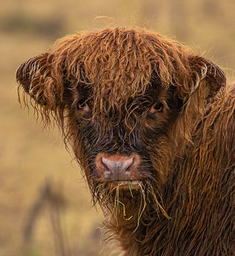 highland cow kalf close up van Wouter Van der Zwan