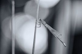 black and white wings