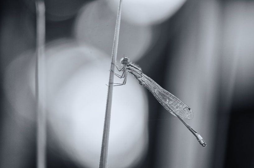 schwarz-weiße Flügel von natascha verbij