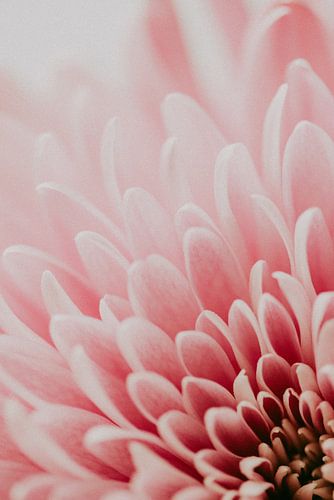 Flamingo flower no. 2 van Elise van Gils