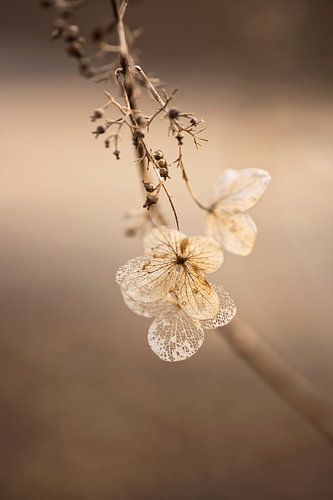 Fragile (still life of withered Hydrangea flowers on a shrub branch) by Birgitte Bergman