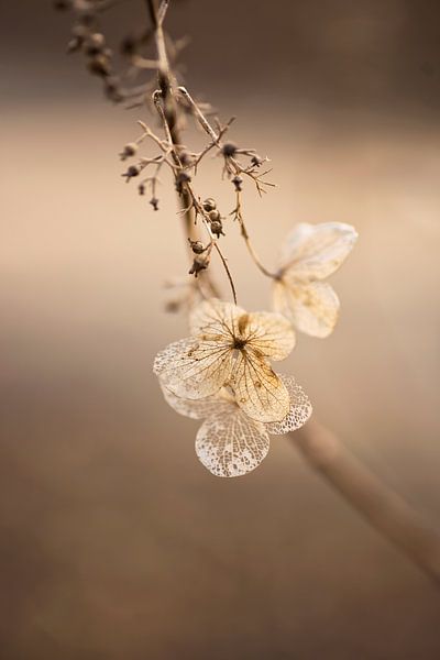 Fragile (nature morte de fleurs d'hortensia fanées sur une branche d'arbuste) par Birgitte Bergman