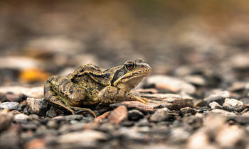 Silent Watch: Intimes Froschporträt in der Natur