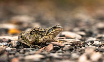 Silent Watch: Intimes Froschporträt in der Natur