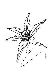 Clematis