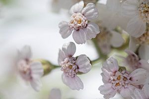Achillée millefeuille, détail d'un écran.