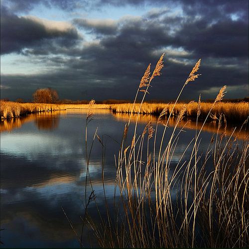 Creek in evening light