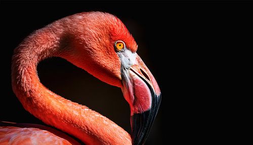 Flamingo's in het meer