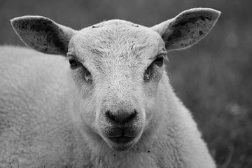 Schaap in zwart-wit van Miranda Vleerlaag