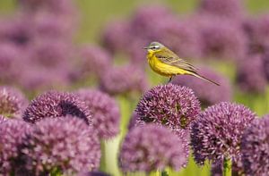 Gele kwikstaart op een bloem van een uienbol sur Menno Schaefer