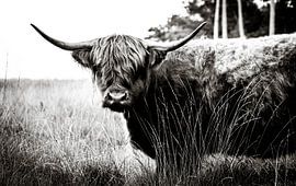 Highlander écossais 17