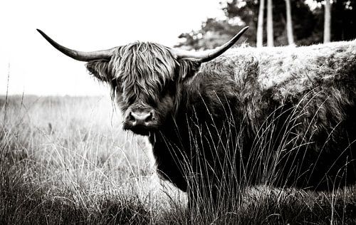 Scottish Highlander 17