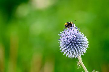 Insecte bourdon sur une fleur sur Tiny Jegerings