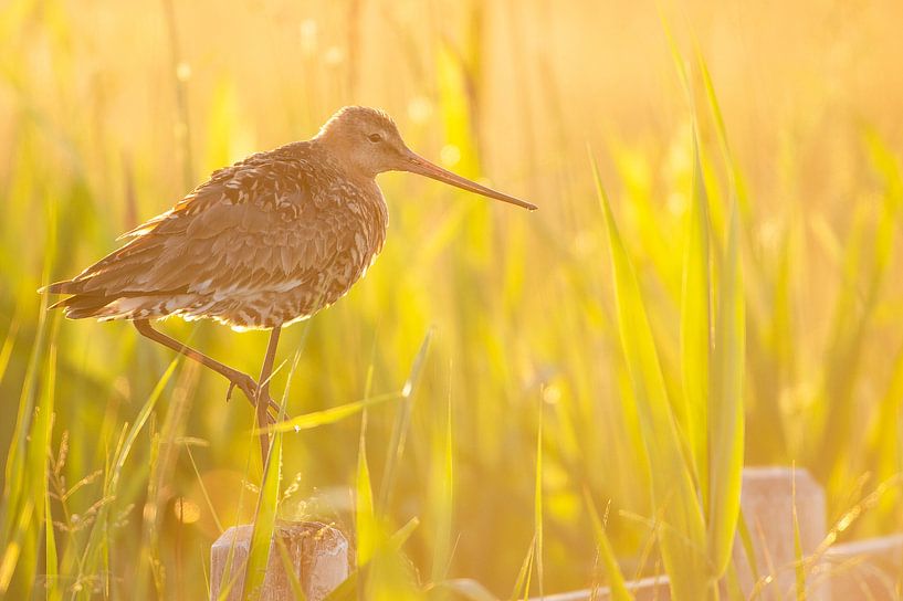 Uferschnepfe (limosa limosa) auf einem Zaun in einem friesischen Polder von Marcel van Kammen