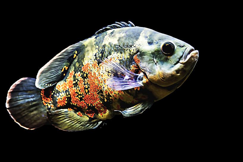 Des poissons aux couleurs magnifiques  par Art by Jeronimo