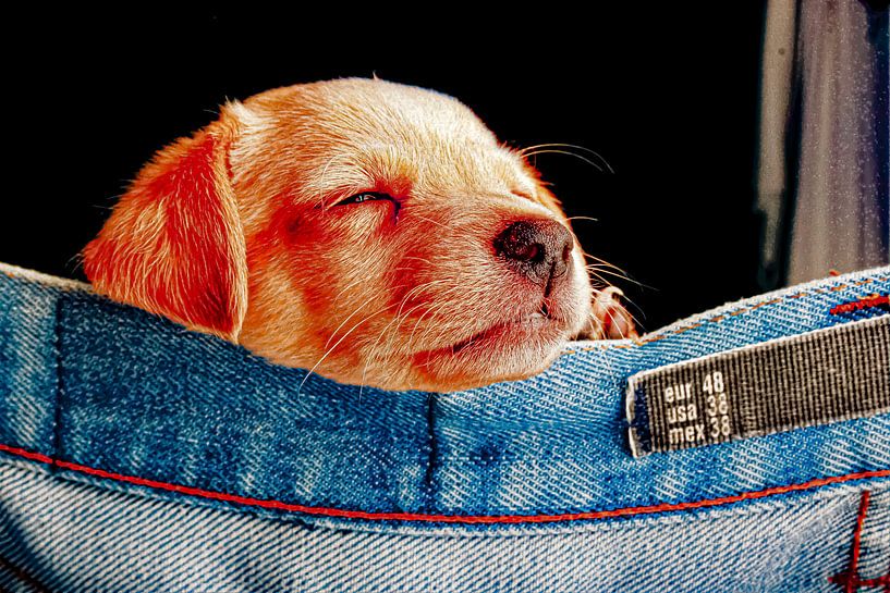 Labrador  van Truckpowerr