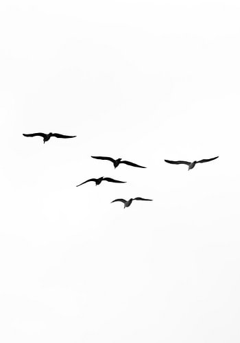 Vogels #3
