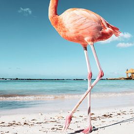 Flamingo on Aruba by Marit Lindberg
