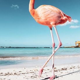 Flamingo op Aruba van Marit Lindberg