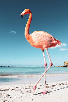 Flamingo auf Aruba