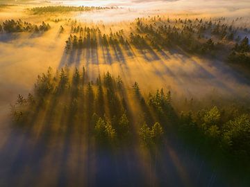 Misty shadows by Judith Kuhn